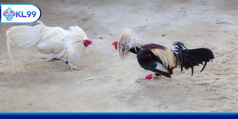 Các loại hình cựa hấp dẫn dành cho người mới