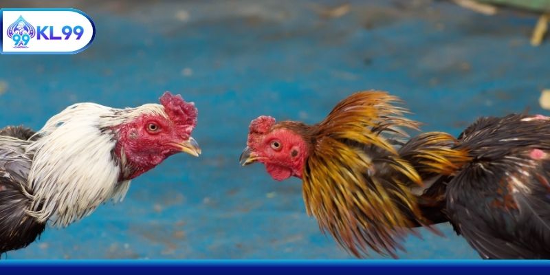 Nhận định những yếu tố ảnh hưởng đến kê Thomo